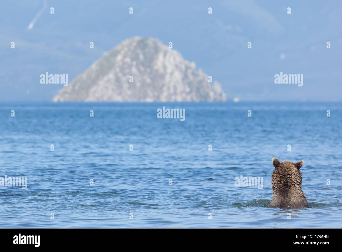 Eine braune Bärin Kuril Angeln im See. Rückansicht des tragen. kronotsky Nature Reserve. Kamtschatka. Russland. Stockfoto