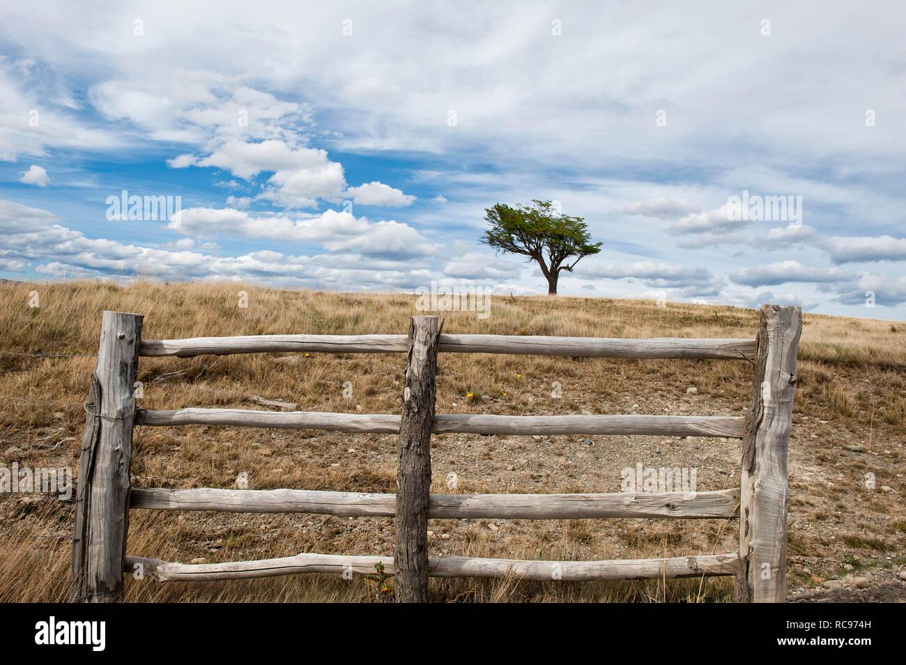 "Arboles Banderas, verbogene Baum hinter einem Zaun, Feuerland, Patagonien, Argentinien, Südamerika Stockfoto