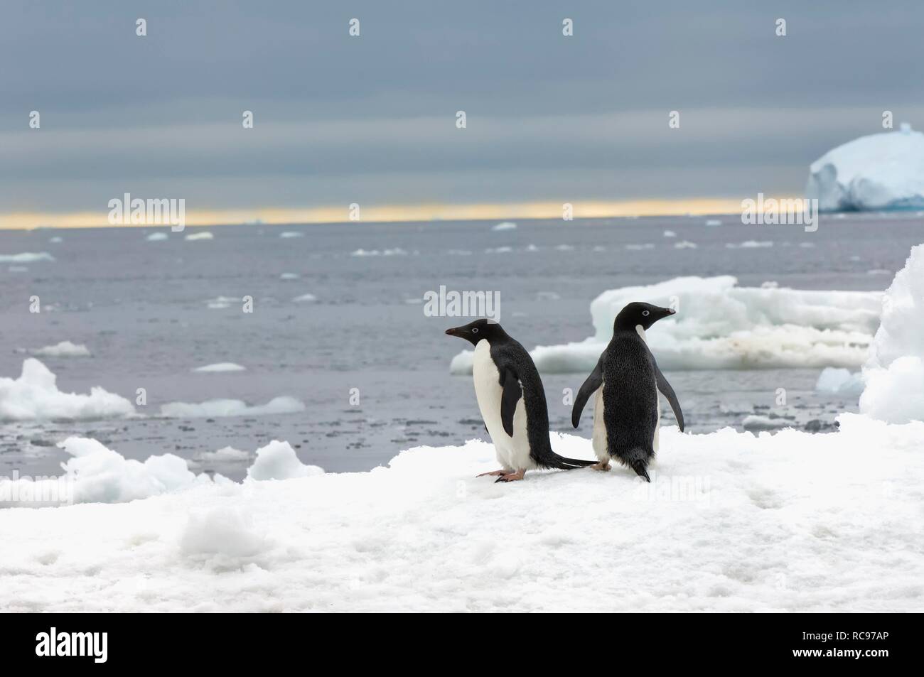 Zwei Adelie Pinguine (Pygoscelis adeliae) auf dem Schelfeis, Brown Bluff, Antarktische Halbinsel, Antarktis Stockfoto