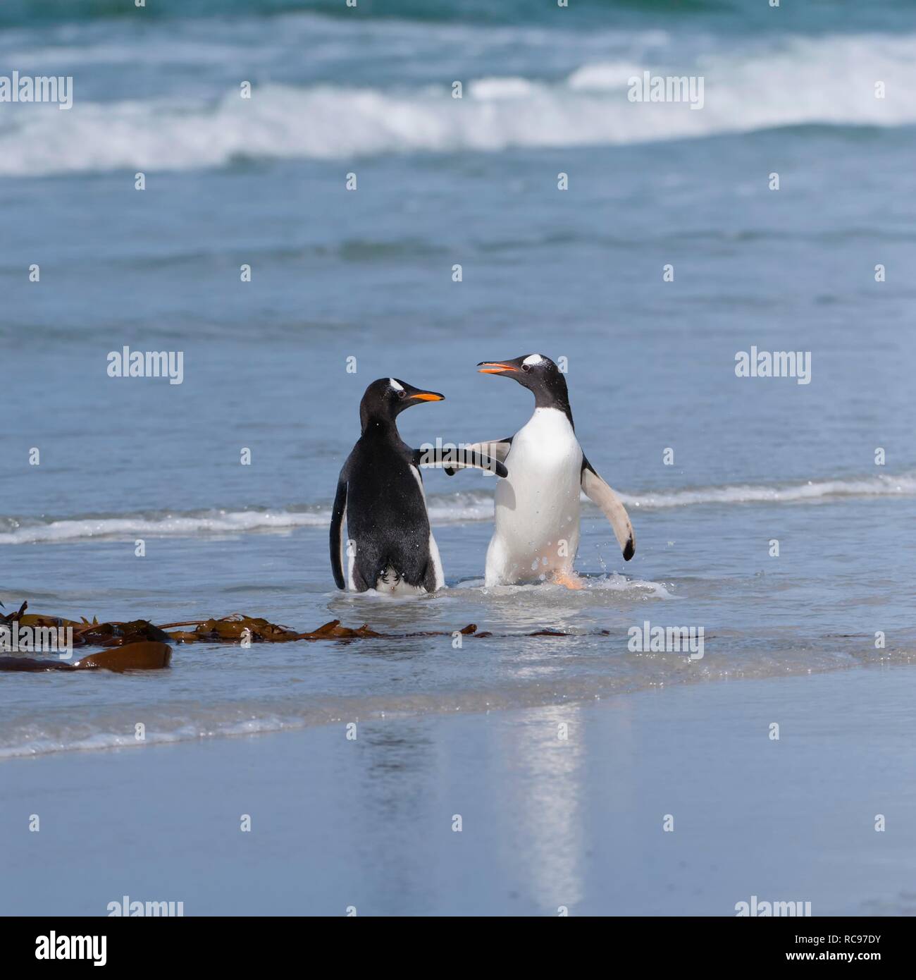 Zwei Gentoo Penguins (Pygoscelis Papua) kämpfen auf den Strand, Saunders Island, Falkland-Inseln, Südamerika Stockfoto
