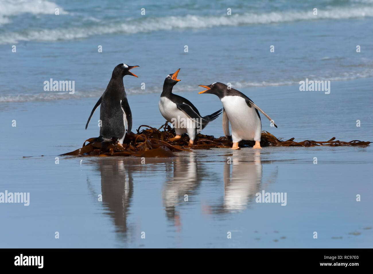 Gruppe Eselspinguine (Pygoscelis papua) kämpfen am Strand, Saunders Island, Falkland Inseln, Südamerika Stockfoto