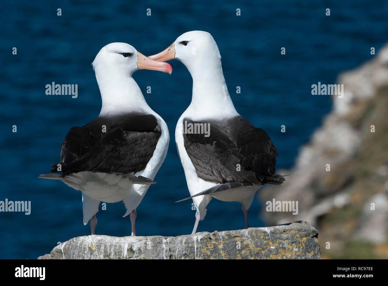 Schwarz der tiefsten Albatross oder Schwarz der tiefsten Mollymawk (Diomedea melanophris), umwerben, Paar, West Point, Falkland Inseln Stockfoto