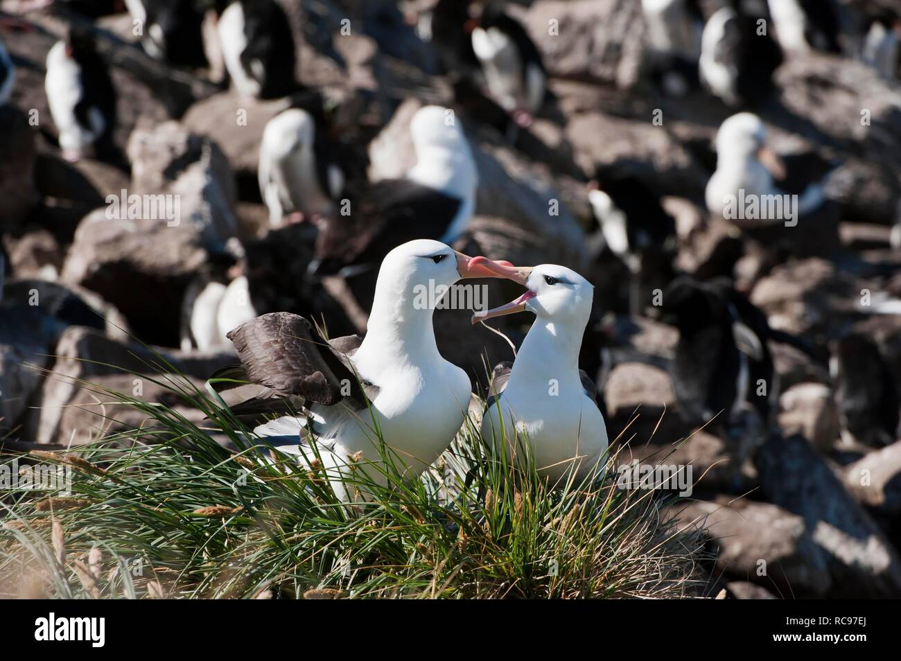 Schwarz der tiefsten Albatross oder Schwarz der tiefsten Mollymawk (Diomedea melanophris), umwerben, Paar, West Point, Falkland Inseln Stockfoto