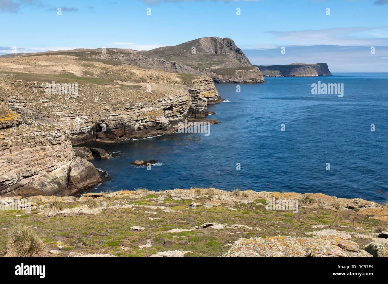 Neue Insel Küste, Malvinas, Falkland Inseln, Südamerika Stockfoto