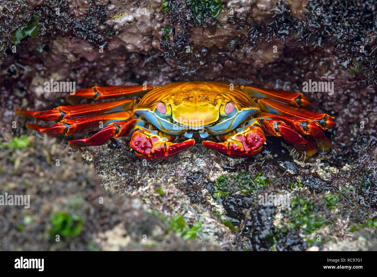 Red Rock Crab (Grapsus grapsus), Familie von Marsh Krabben (Grapsidae), Insel Isabela, Galapagos, Ecuador Stockfoto
