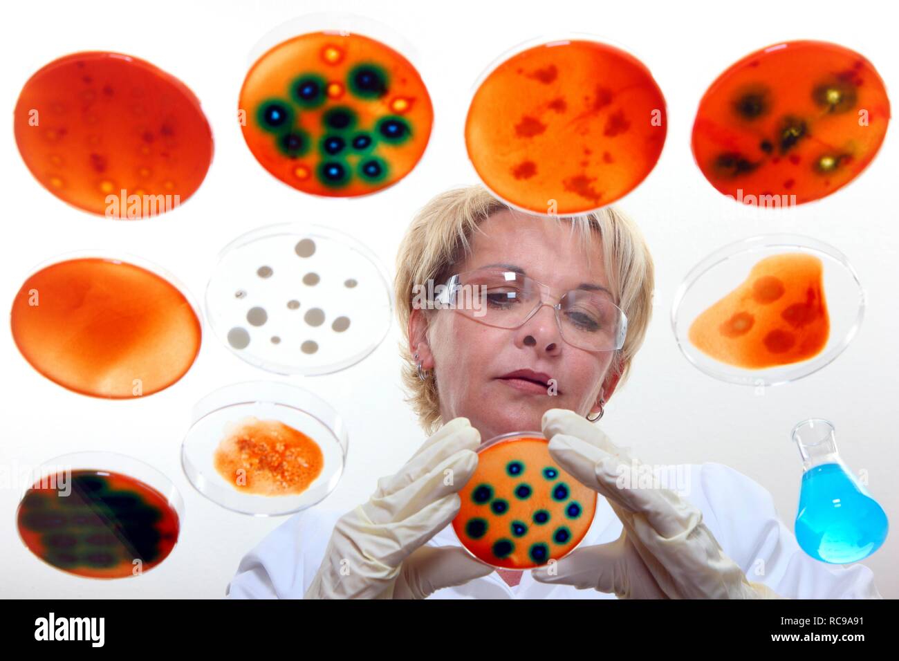 Labor Techniker arbeiten mit Bakterienkulturen in Petrischalen im Labor Stockfoto