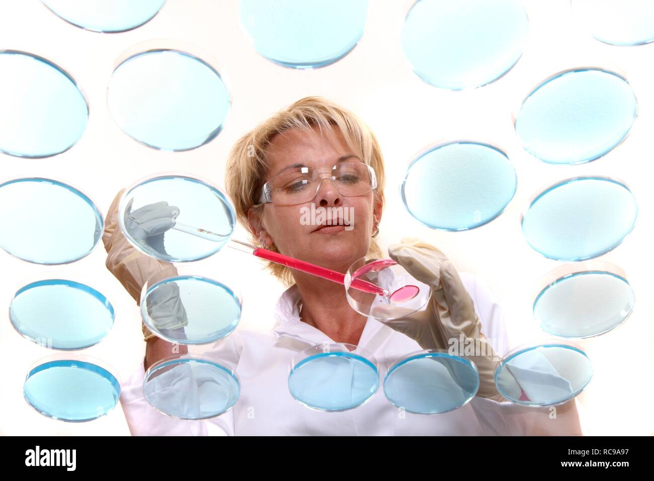 Labor Techniker arbeiten mit Bakterienkulturen in Petrischalen im Labor Stockfoto