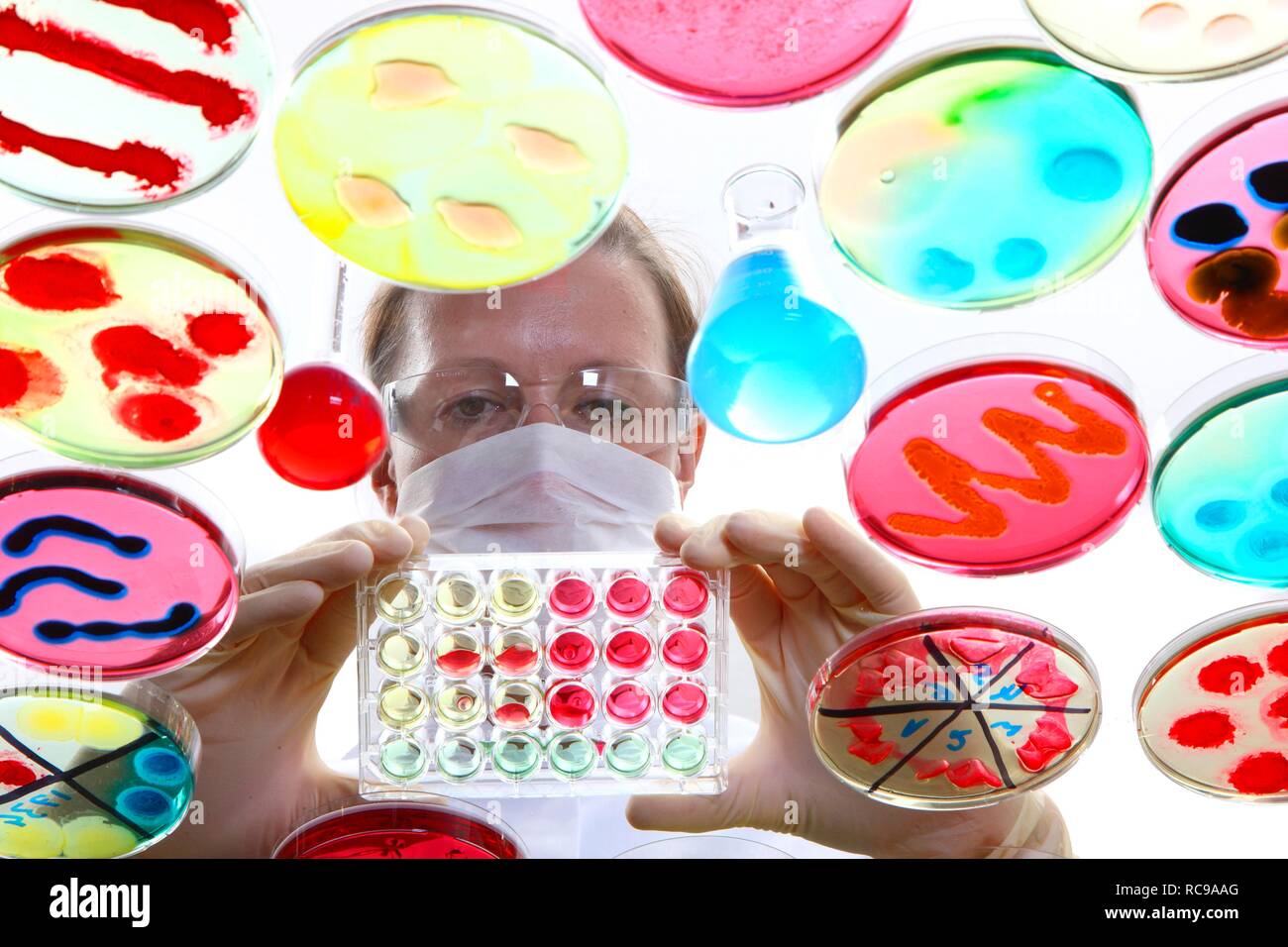 Analyse von bakteriellen Kulturen, Bakterien in der Petrischale wachsen Stockfoto