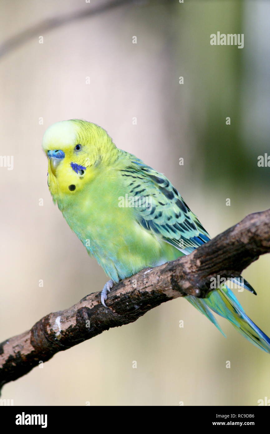 Wellensittich (Melopsittacus undulatus) ist ein kleiner Papagei in Australien vorkommenden Stockfoto