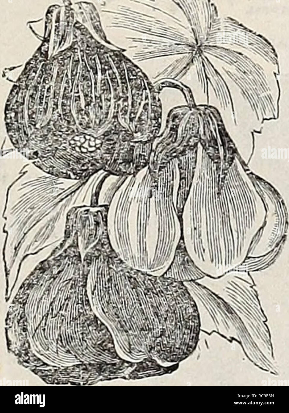 . Dreer's Garten Buch 1917. Samen Kataloge; Baumschulen Kataloge; Gartengeräte und Zubehör Kataloge; Blumen Samen Kataloge; Gemüse; Früchte Samen Samen Kataloge Kataloge. 12 Art, unsere Auswahl. 25" 12" 12" 12" 12" eine Reihe von verdienstvollen Art hat zu unserer Liste gewesen diese Jahreszeit hinzugefügt. Alle minderwertigen Sorten und Arten schwer verworfen, um zu wachsen. Für den Komfort unserer Kunden und die Füllung von Bestellungen zu erleichtern, ist es nur notwendig, bei der Bestellung die Anzahl der Pakete zu geben wollte und die entsprechende Zahl im Katalog, nämlich: 1 Pk Stockfoto