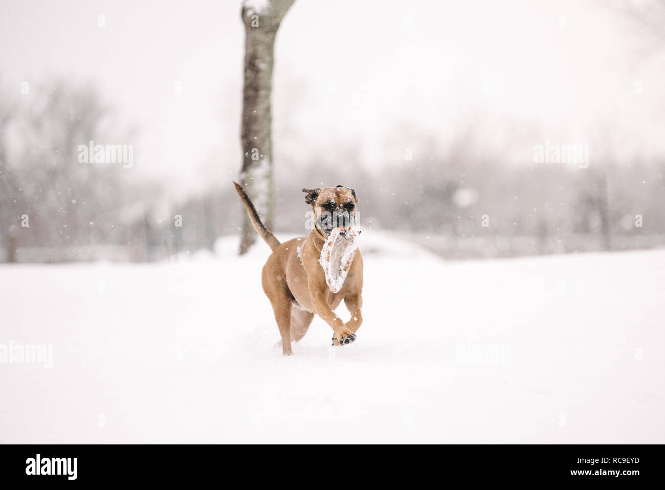 Hund weg mit Spielzeug Stockfoto