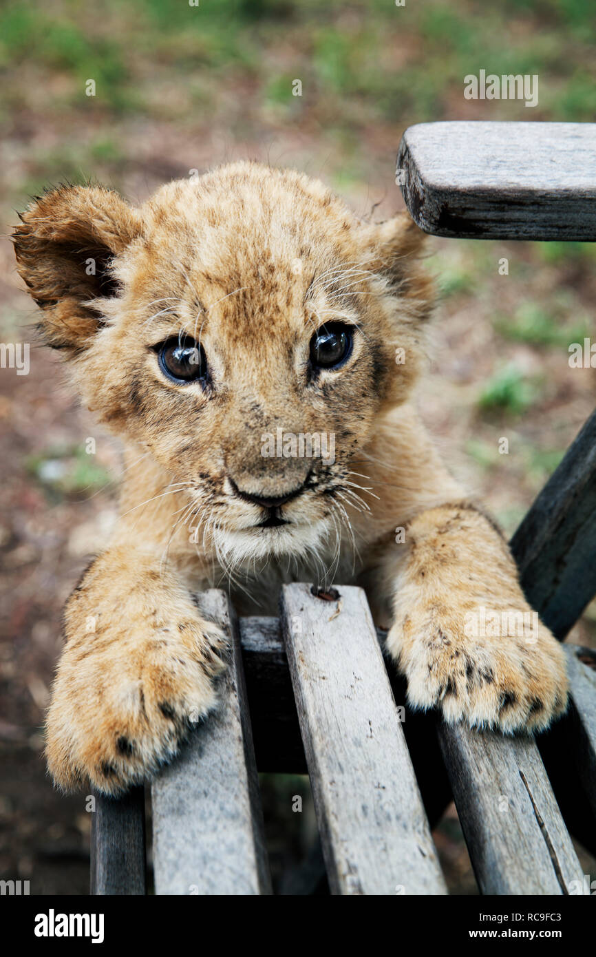 Porträt der jungen Löwen Stockfoto