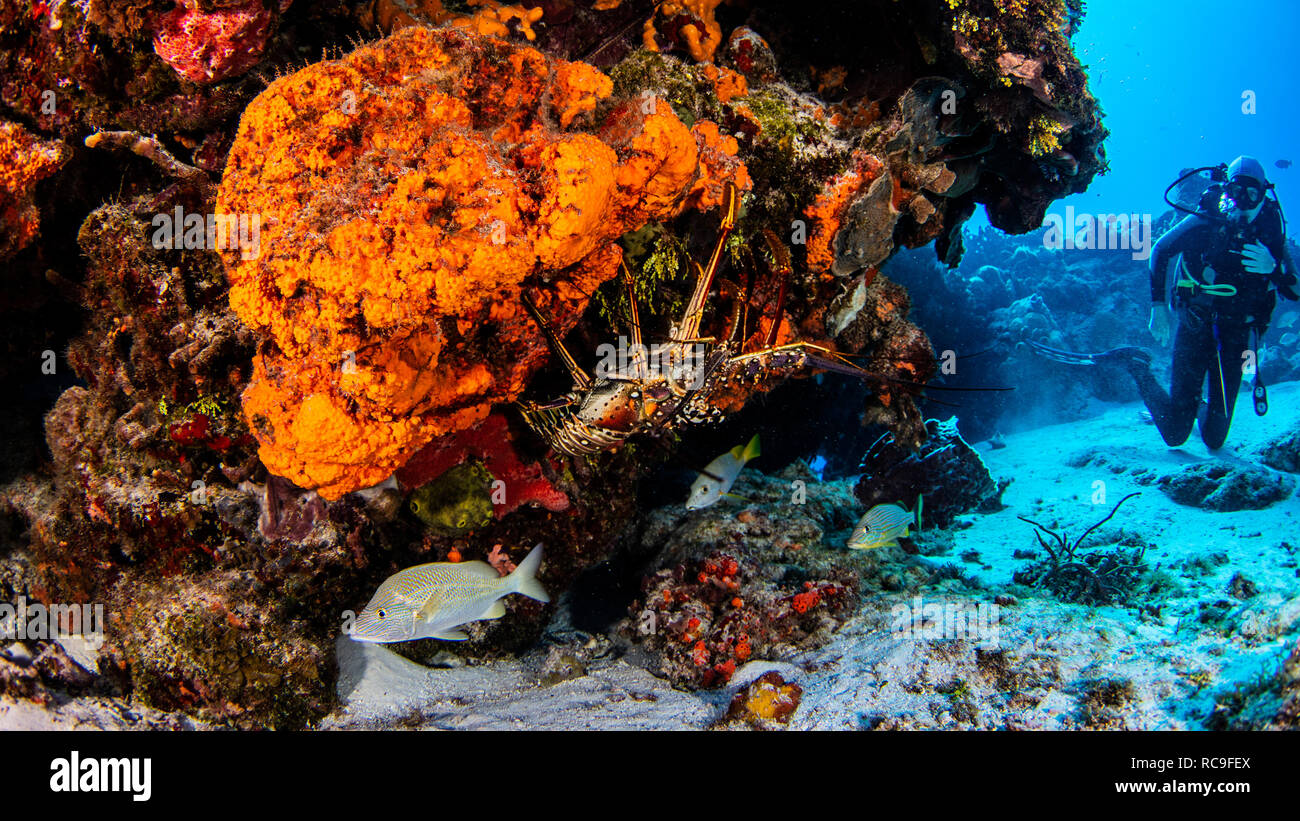 Karibik Hummer, Cozumel, Quintana Roo, Mexiko Stockfoto