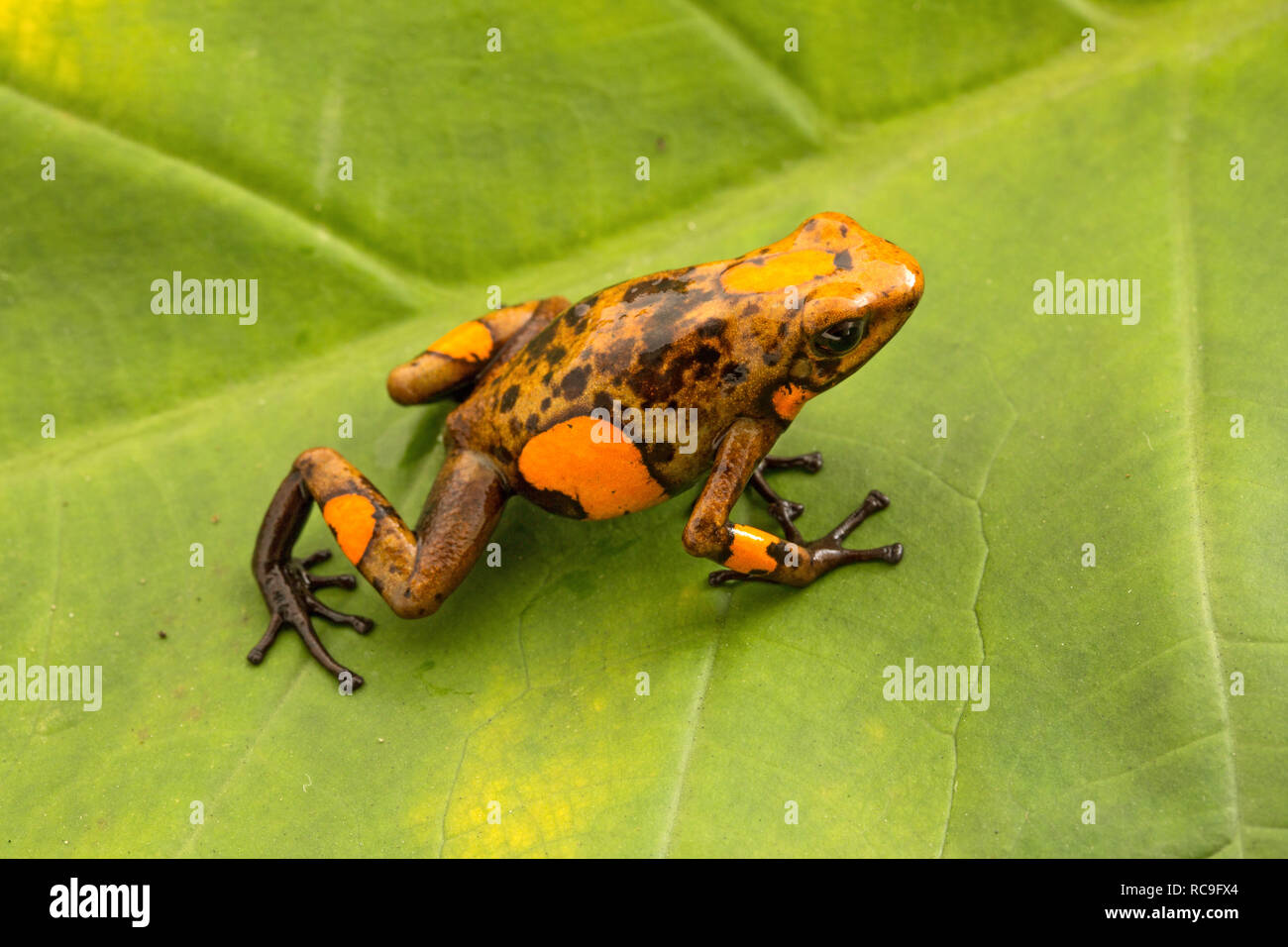 Poison dart Frog, oophaga Histrionica. Eine kleine giftige Tiere aus dem Regenwald Kolumbiens. Stockfoto
