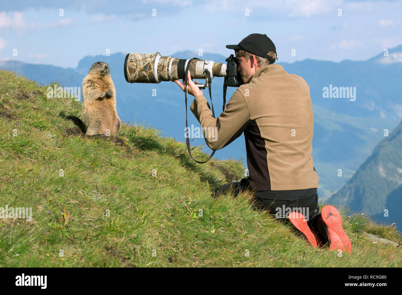 Naturfotograf, die Bilder von zahmen Alpine Murmeltier (Marmota marmota) mit langen teleobjektiv im Sommer in den Alpen Stockfoto