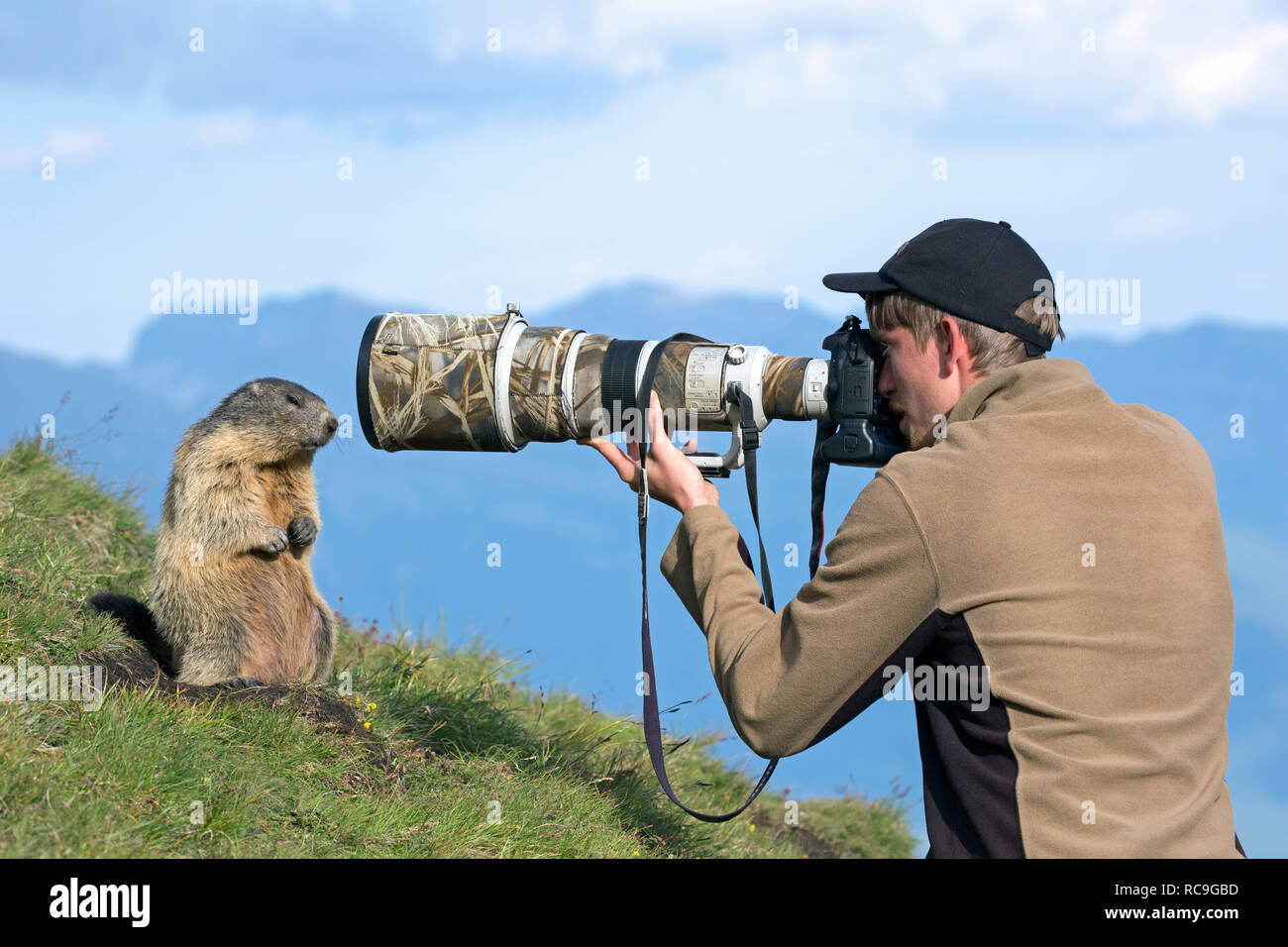 Naturfotograf, die Bilder von zahmen Alpine Murmeltier (Marmota marmota) mit langen teleobjektiv im Sommer in den Alpen Stockfoto