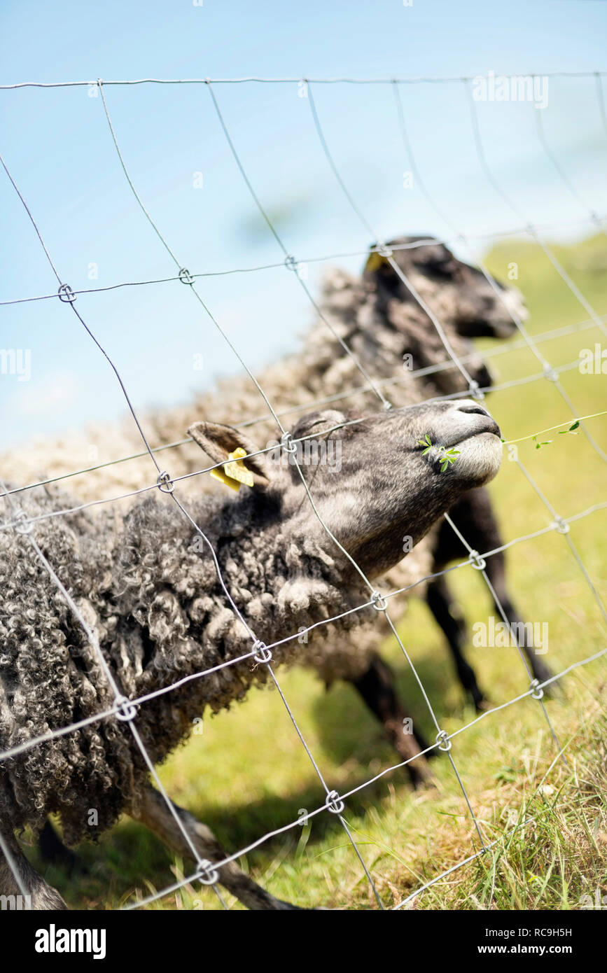 Schafe auf der Weide Stockfoto