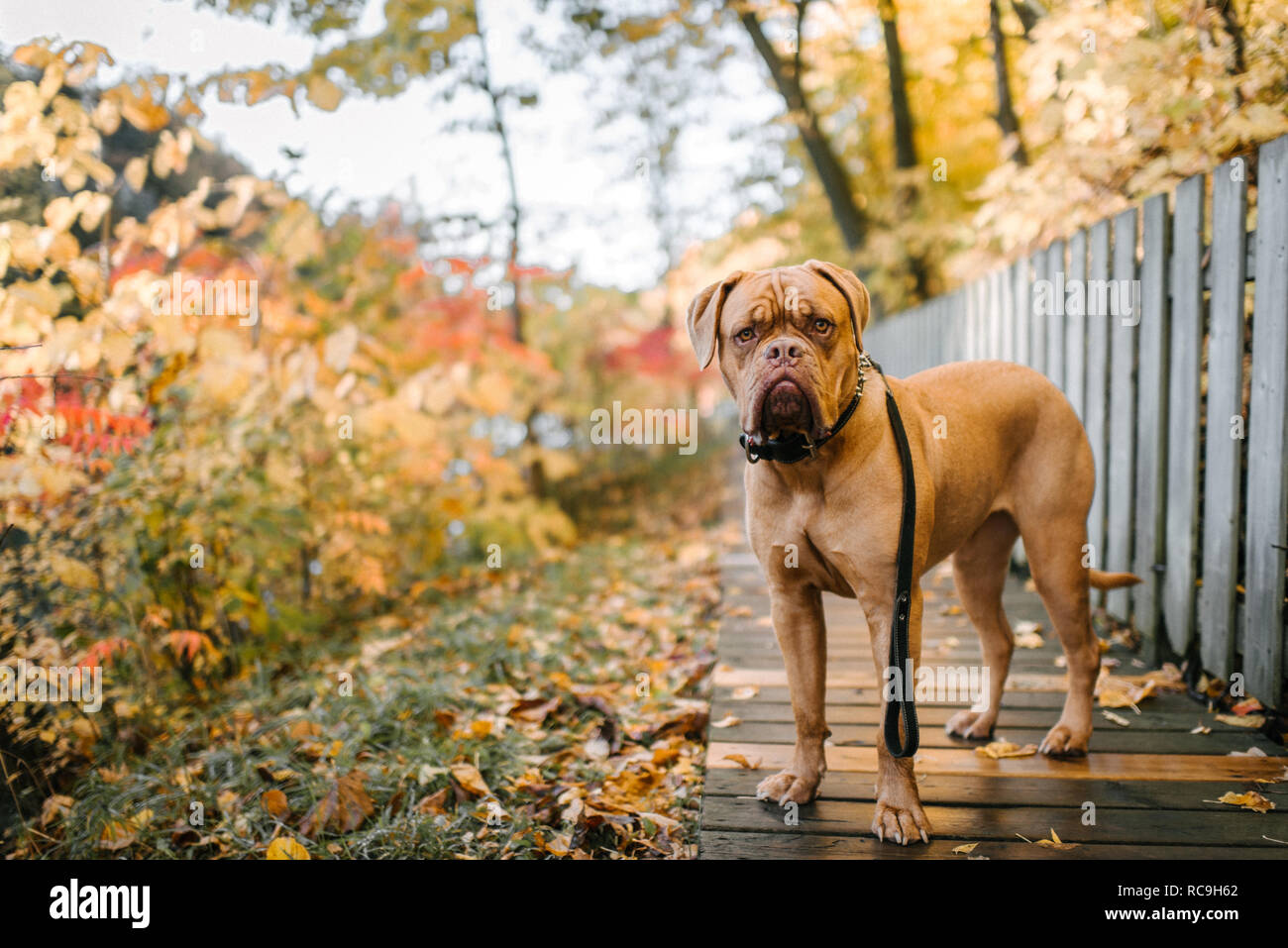 Hund erscheinen unsicher im Park mit Leine Stockfoto