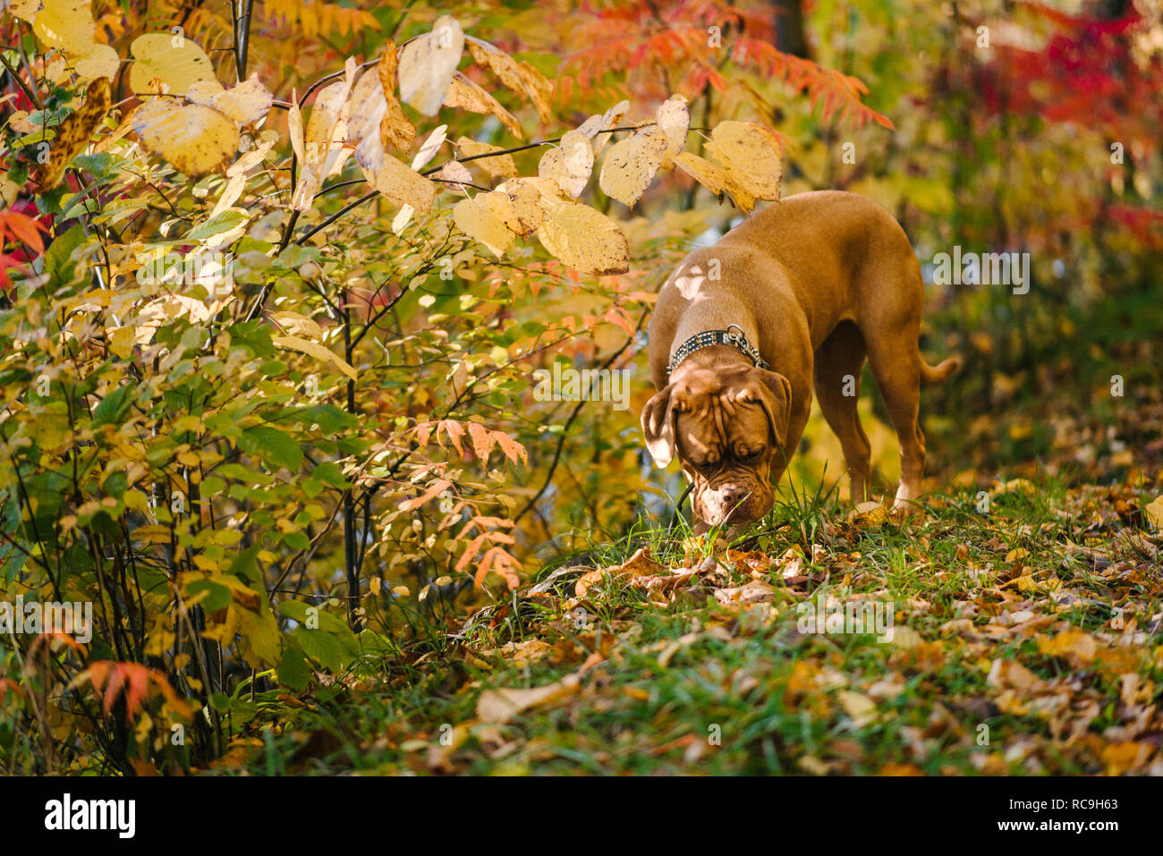 Hund allein erkunden Park Stockfoto