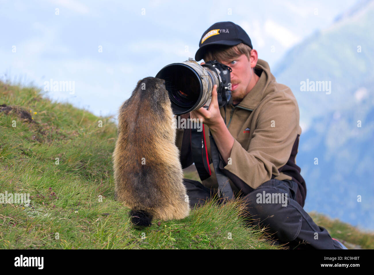 Naturfotograf, die Bilder von zahmen Alpine Murmeltier (Marmota marmota) mit langen teleobjektiv im Sommer in den Alpen Stockfoto