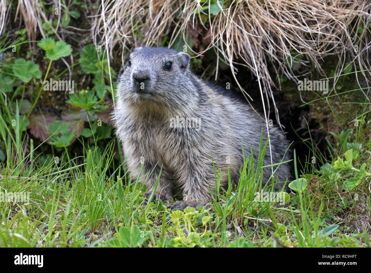 Junge Alpine Murmeltier (Marmota marmota) Emerging vom Eingang der Höhle im Sommer in den Alpen Stockfoto