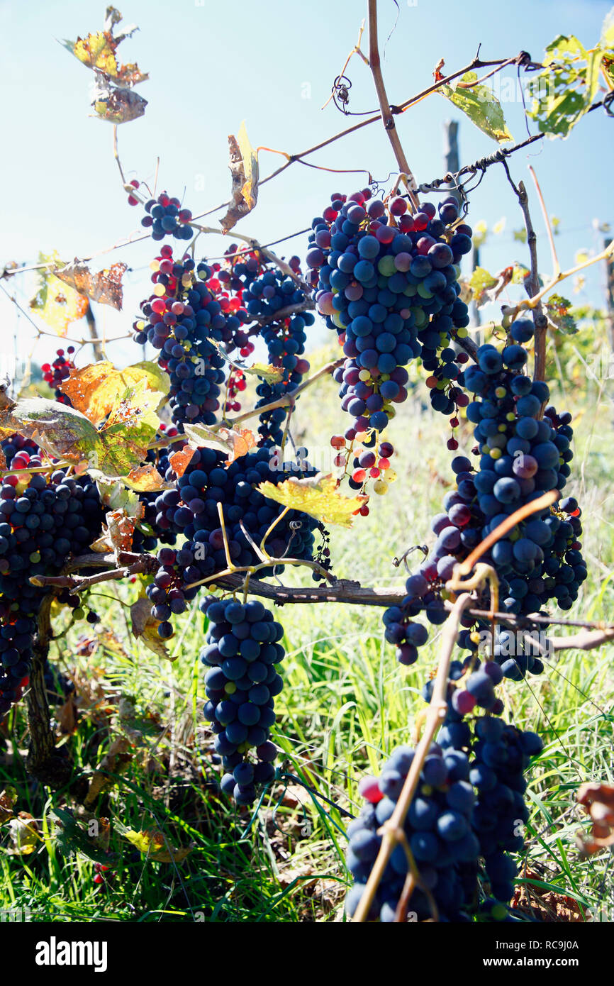 Stammzellen des Weinstocks Stockfoto