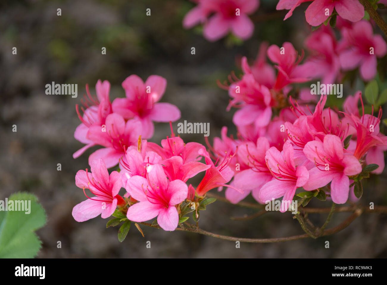 Rosa Rhododendron indicum (Azalee) Blumen in voller Blüte Stockfoto
