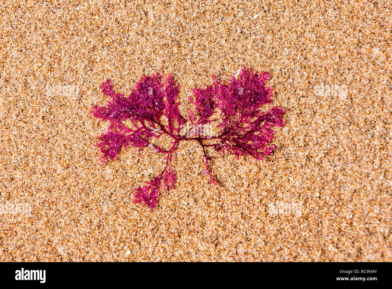 Membranoptera Alata, kleine rote Marine Algen am Strand angespült Stockfoto