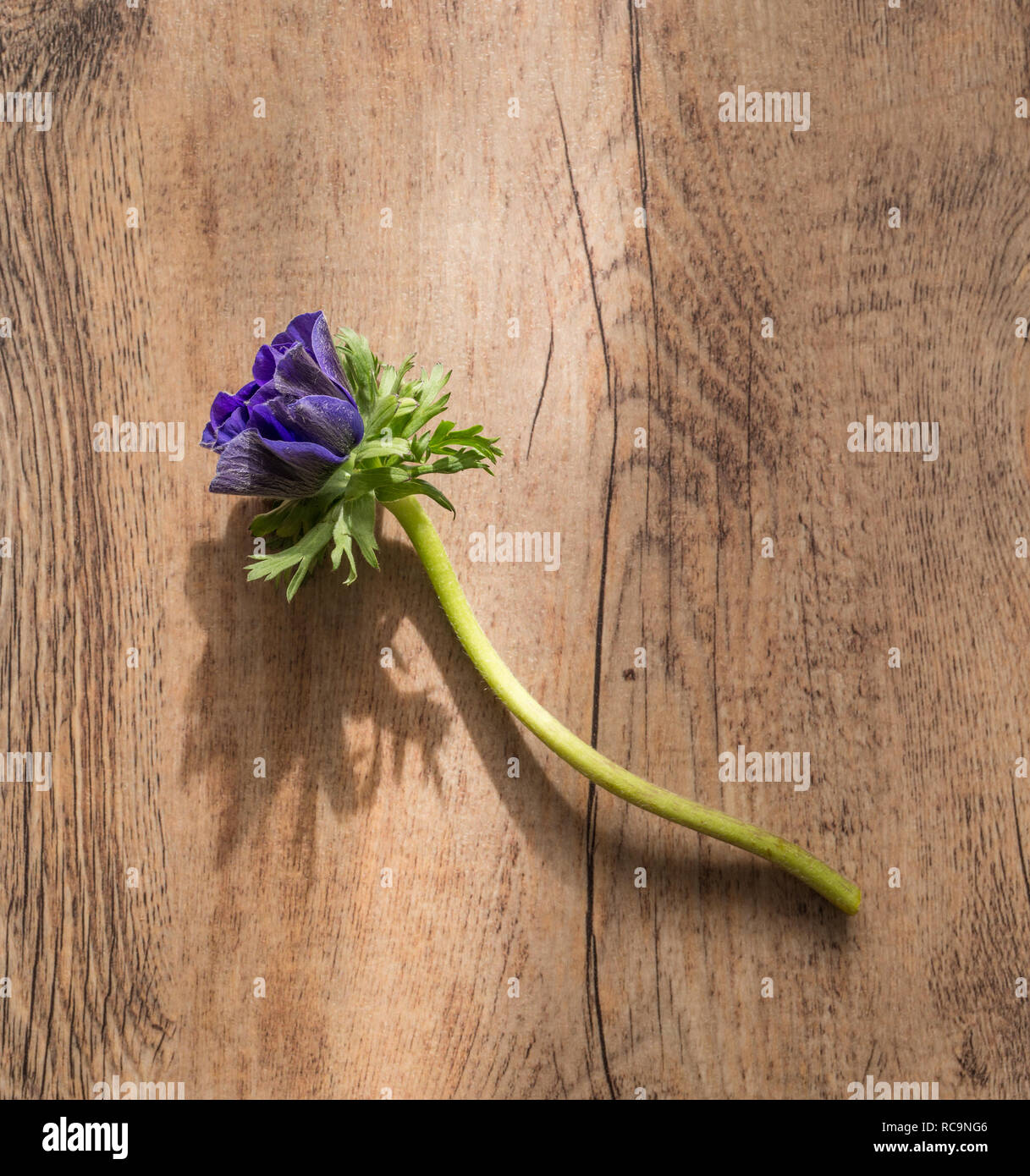Blumenstilleben Stockfoto