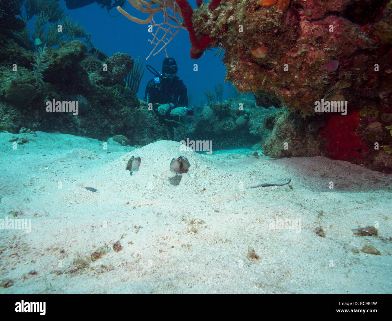 Taucher und Ray Stockfoto