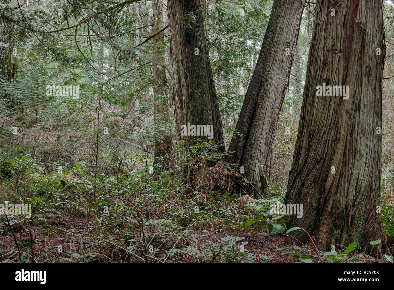 Vier große Western redcedar Bäume (Thuja plicata) mit faserig, gefurchte Rinde, wachsen in einem feuchten Küstenwald in British Columbia (Querformat) Stockfoto