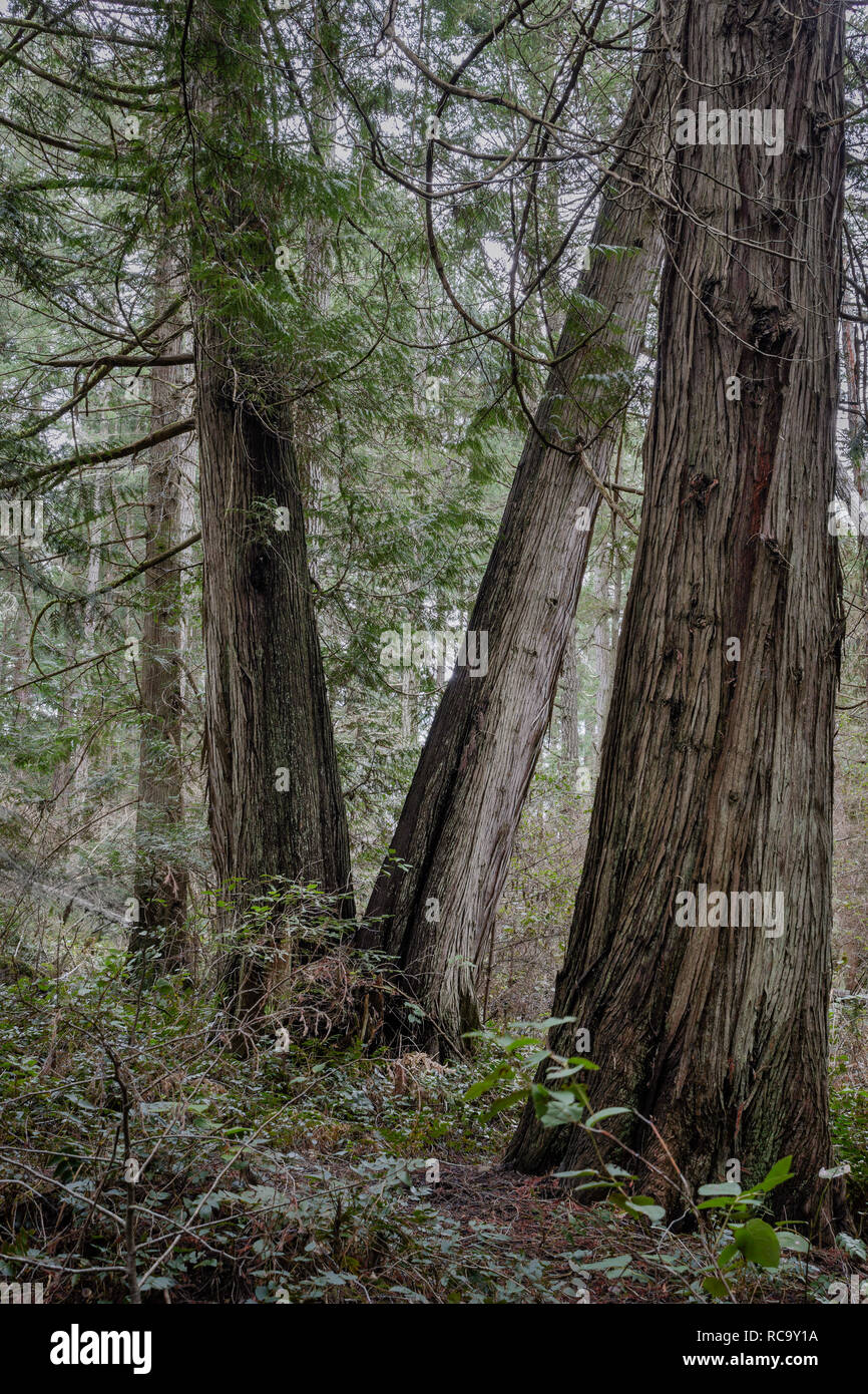 Vier große Western redcedar Bäume (Thuja plicata) mit faserig, gefurchte Rinde, wachsen in einem feuchten Küstenwald in British Columbia (Hochformat). Stockfoto