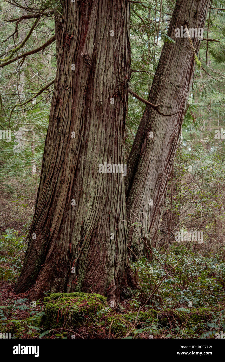 Detailansicht der Stämme der zwei großen Western redcedar Bäume (Thuja plicata) mit tief strukturierte Rinde wachsen in einem Küstenwald in British Columbia. Stockfoto