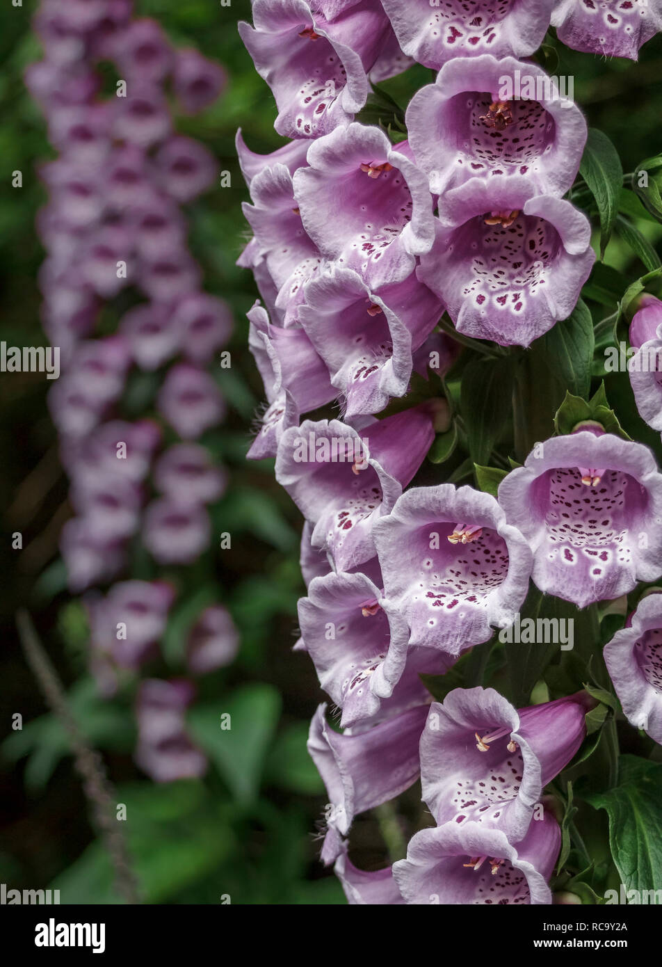 Vordergrund detail von Blumen einer gemeinsamen Fingerhut (Digitalis purpurea), mit einem anderen Fingerhut in den unscharfen Hintergrund (vertikal, natürliches Licht). Stockfoto