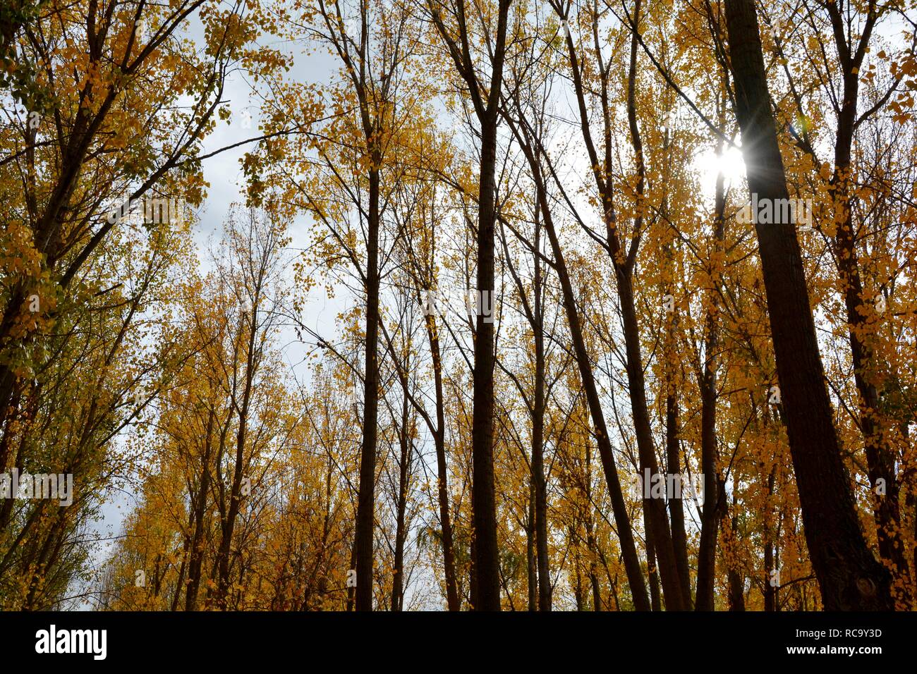 Herbst, Bäume und Blätter Stockfoto