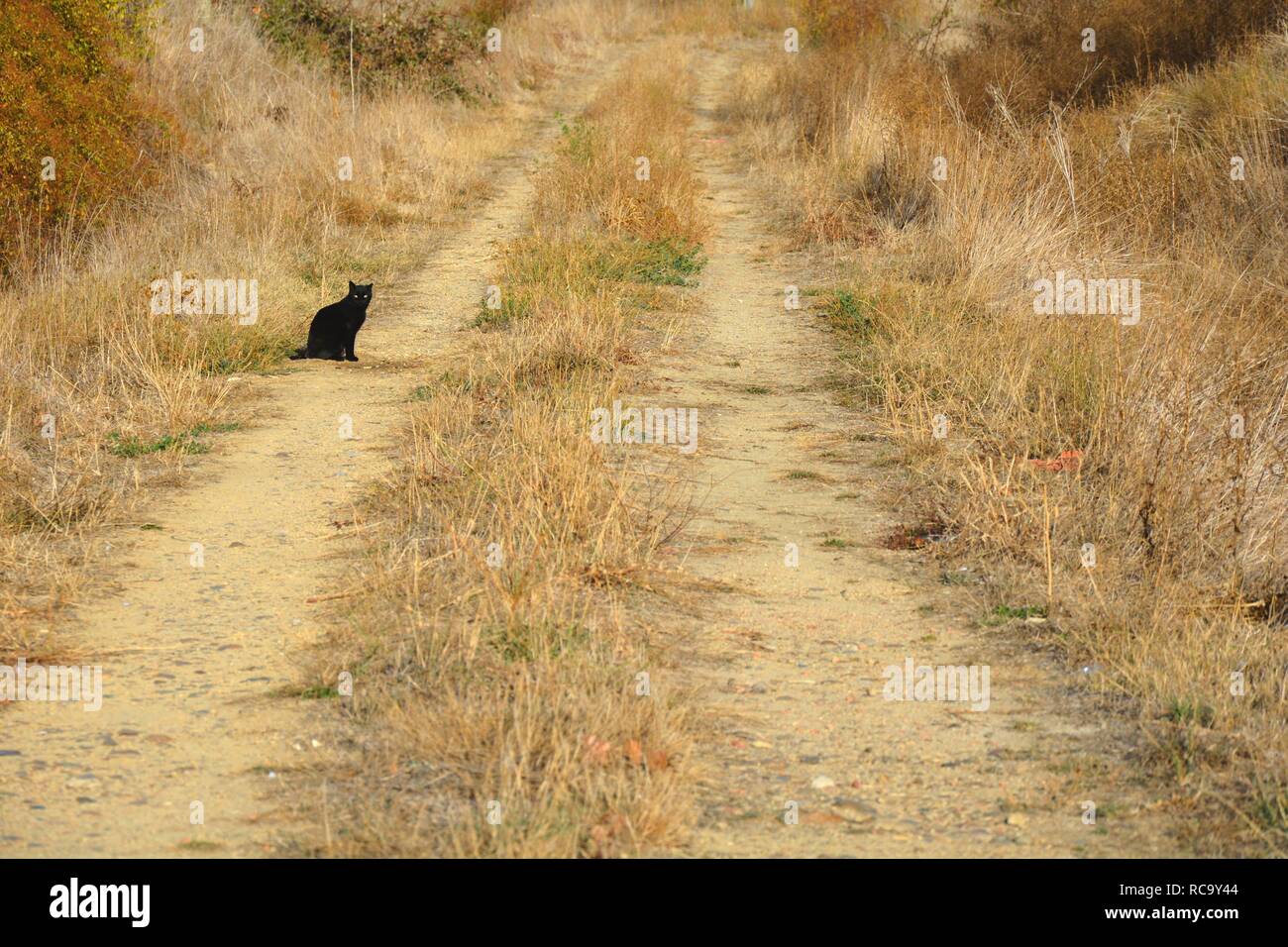 Eine schwarze Katze auf der Straße sitzen Stockfoto