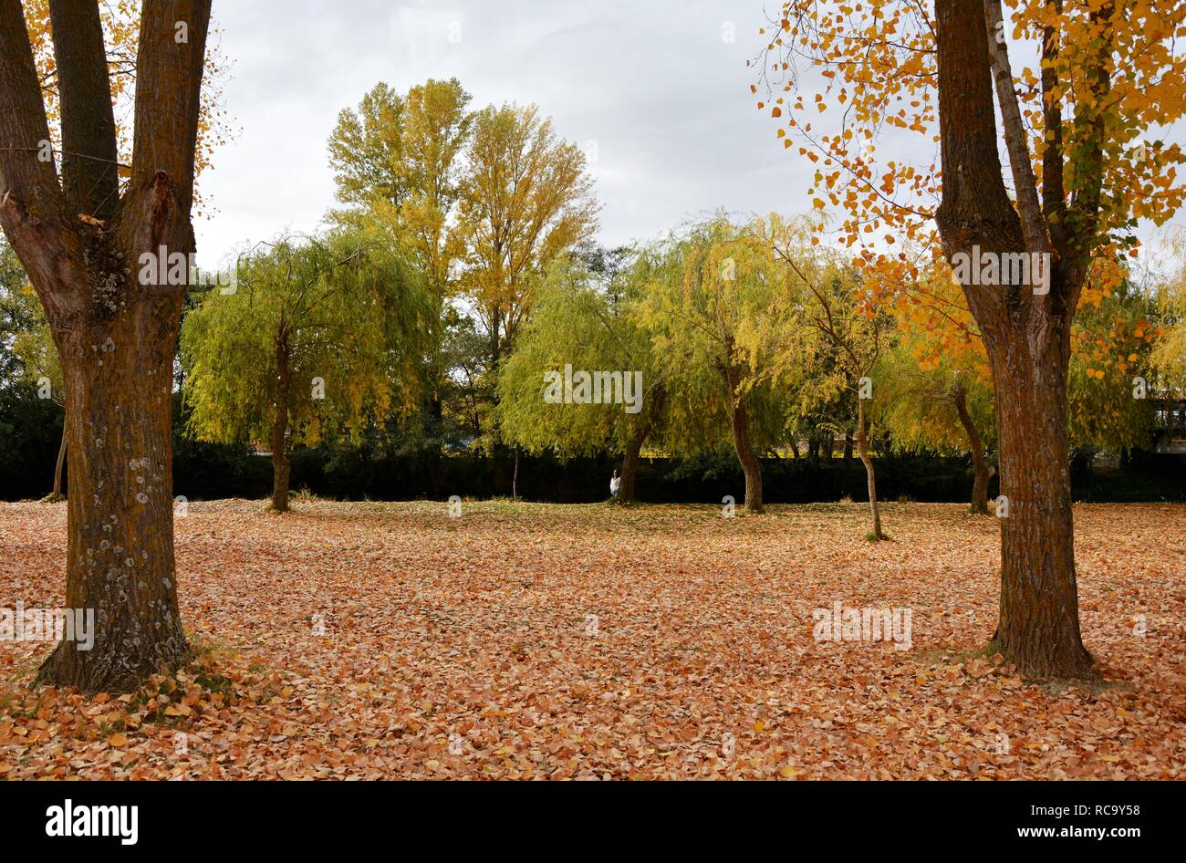Herbst, Bäume und Blätter Stockfoto