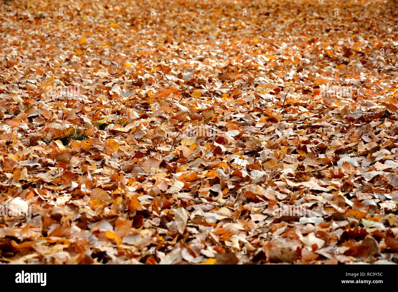 Herbst und Blätter Stockfoto