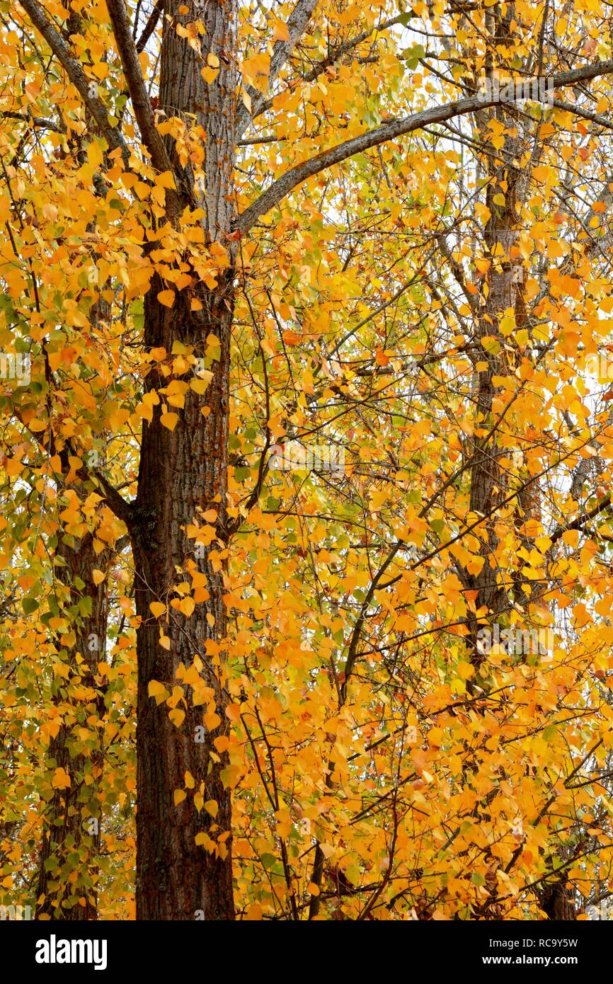 Herbst, Bäume und Blätter Stockfoto