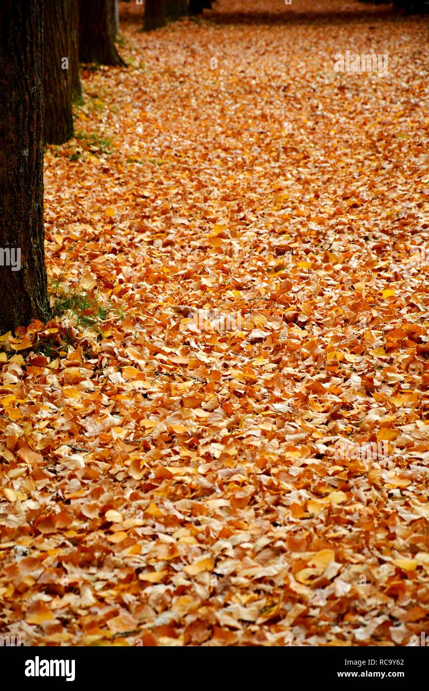 Herbst, Bäume und Blätter Stockfoto