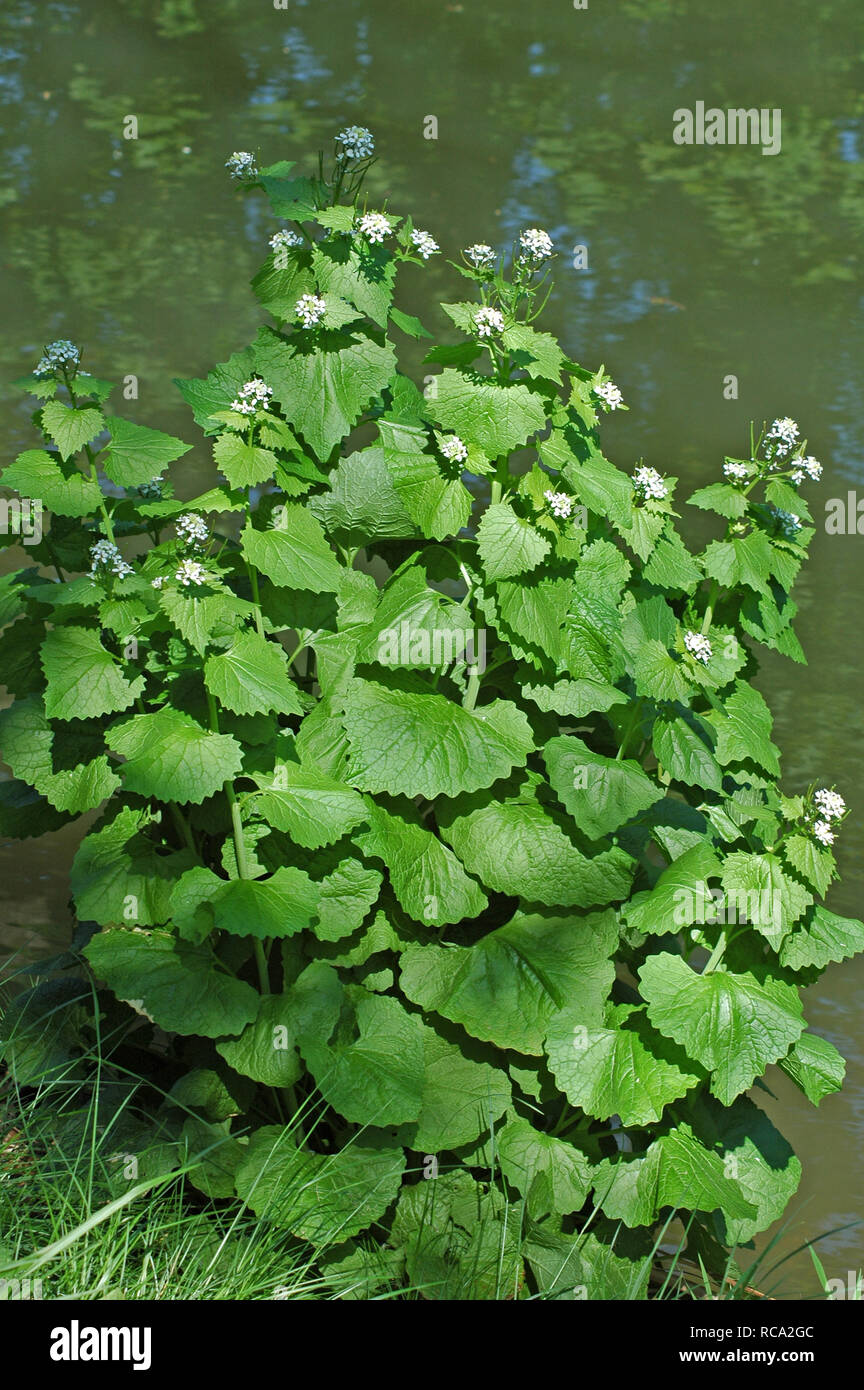 Knoblauch Senf, Alliaria petiolata, wachsende von Chichester Ship Canal. Stockfoto