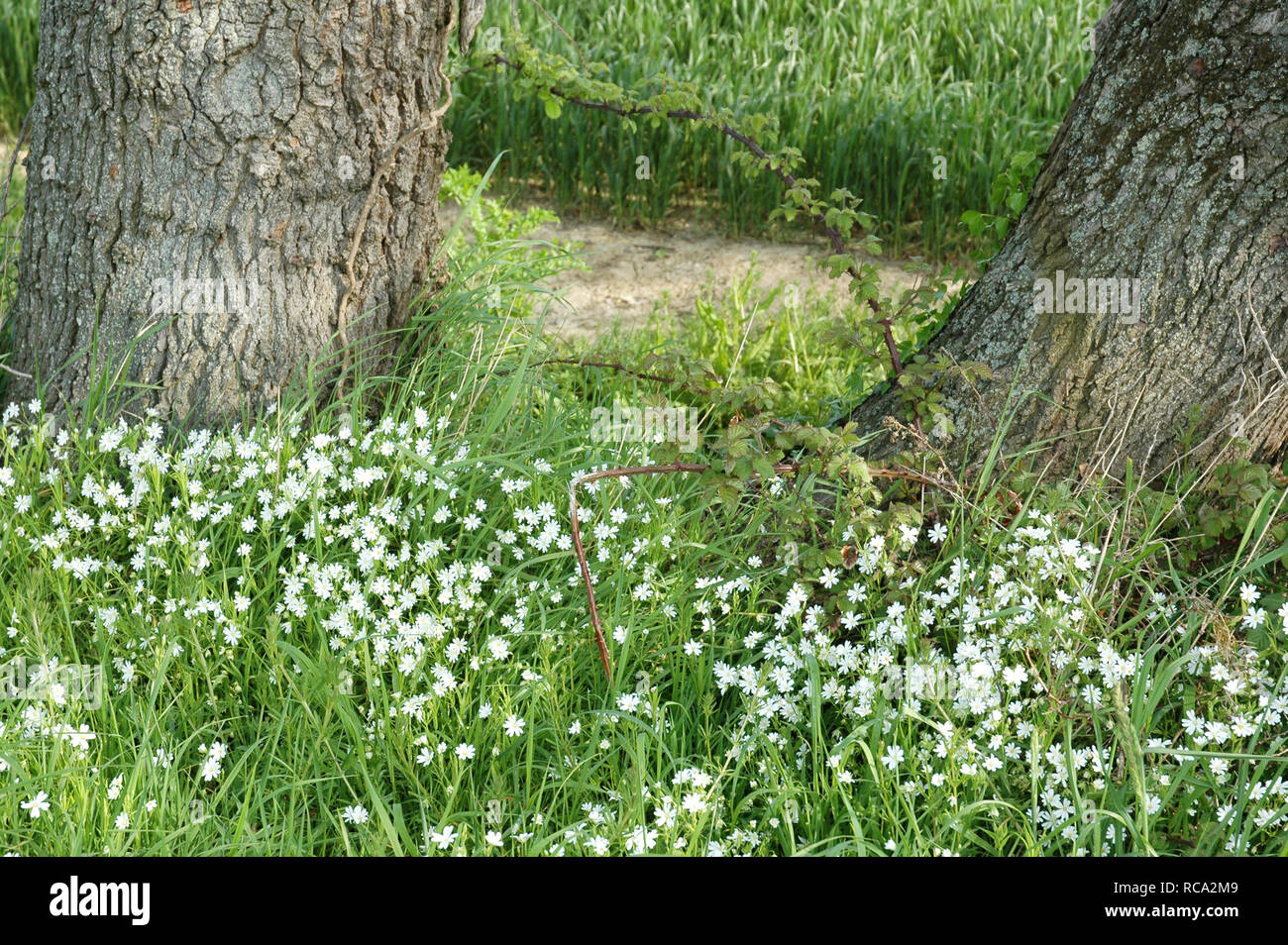 Mehr Sternmiere, Stellaria holostea, blühende zwischen Eichen im Feld "Marge. Stockfoto