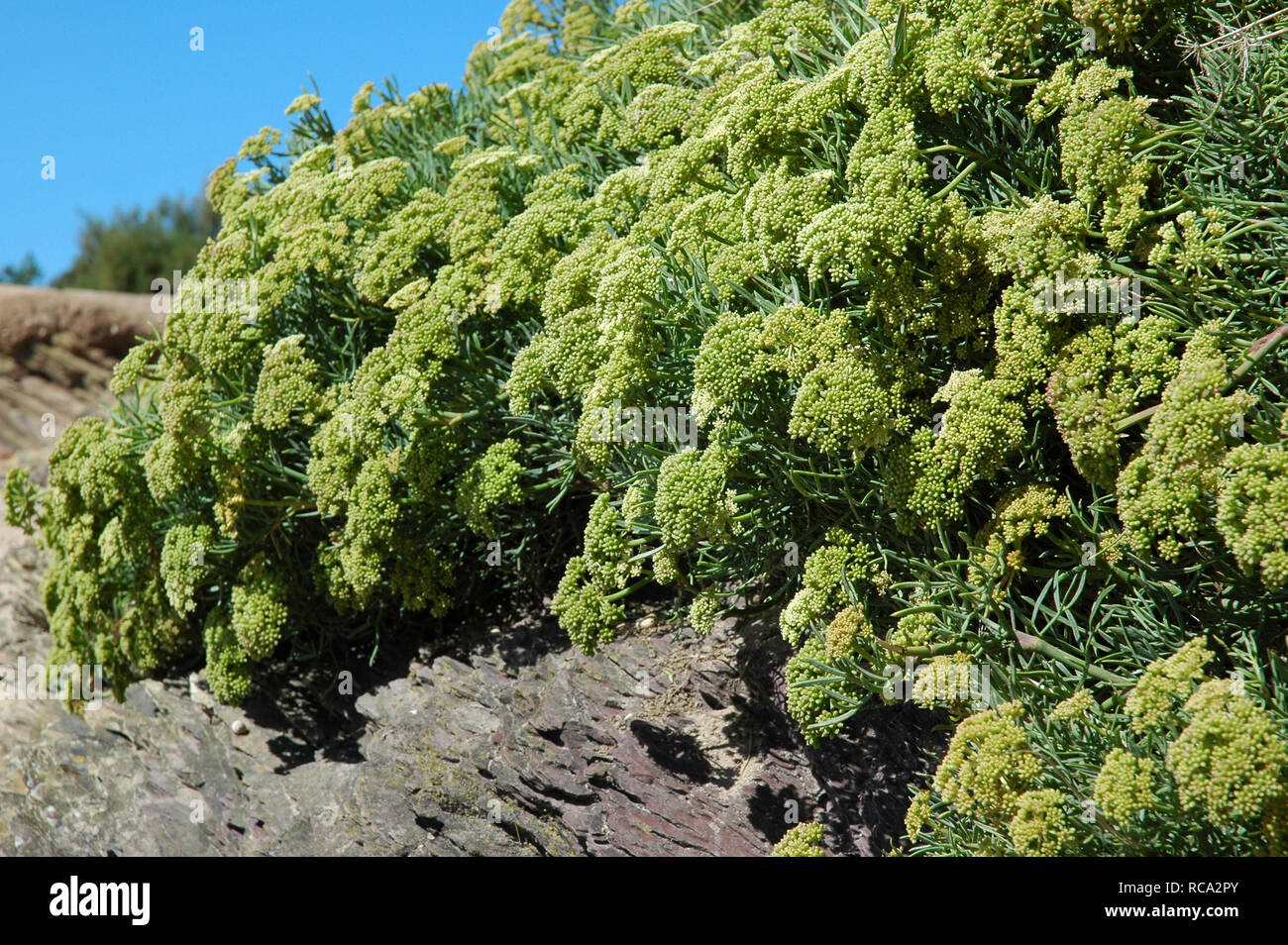 Rock Queller, Crithmum maritimum, wächst an der Küste von Cornwall. Stockfoto