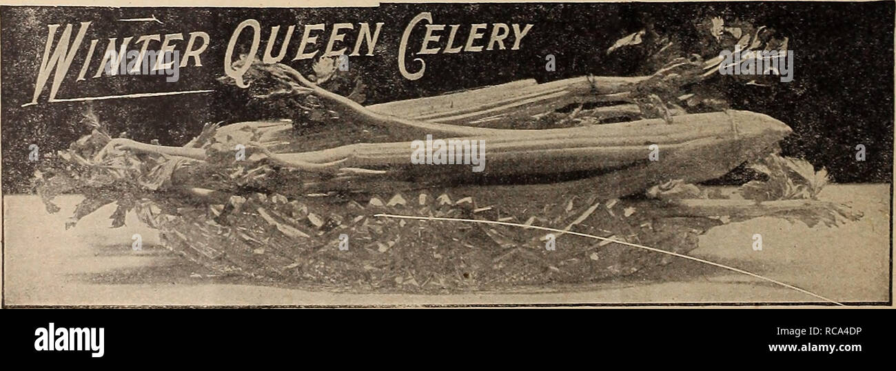 . Dreer's Garten Buch 1920. Samen Kataloge; Baumschulen Kataloge; Gartengeräte und Zubehör Kataloge; Blumen Samen Kataloge; Gemüse; Früchte Samen Samen Kataloge Kataloge. Half-Long Danver's Orange. (Siehe .) Dieses Zuckerbrot ist stärker als jede andere gewachsen. Es ist eine reiche orange-rote Sorte, glatt und schön. Tops sind mittelgroß und Grob unterteilt, die Wurzeln zu einem stumpfen Punktkegel, Fleisch, süss, frisch und zart. Obwohl die Wurzeln wachsen kürzer Es produziert mehr bulkto der Acre als die größeren Sorten. Pkt., 5 cts.; Oz, 15 cts.; | ^ lb, 45 cts.; lb., $ 1,50. Frühestens Kurz Stockfoto