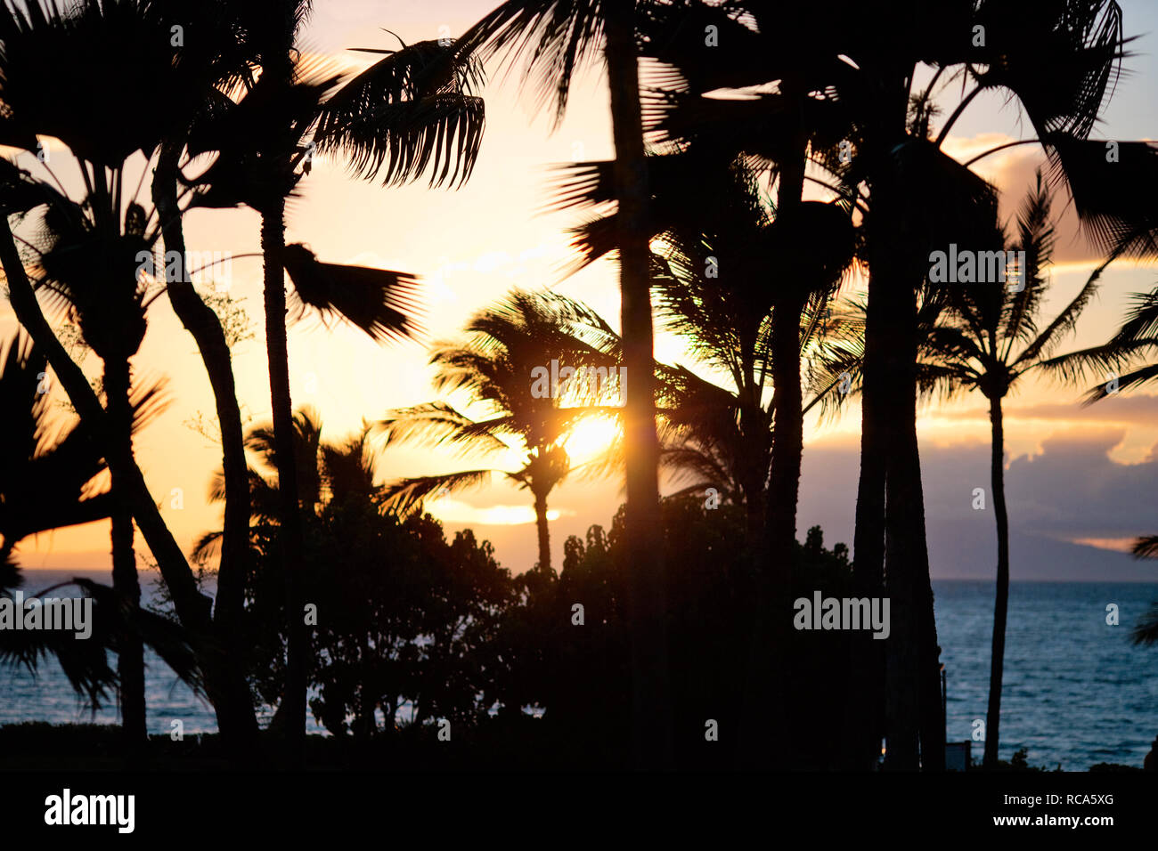 Palmen Silhouette gegen einen dramatischen Sonnenuntergang. Stockfoto
