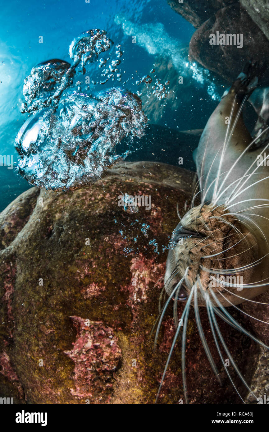 Ein verspielter junger kalifornischer Seelöwe bläst mir Blasen. Stockfoto