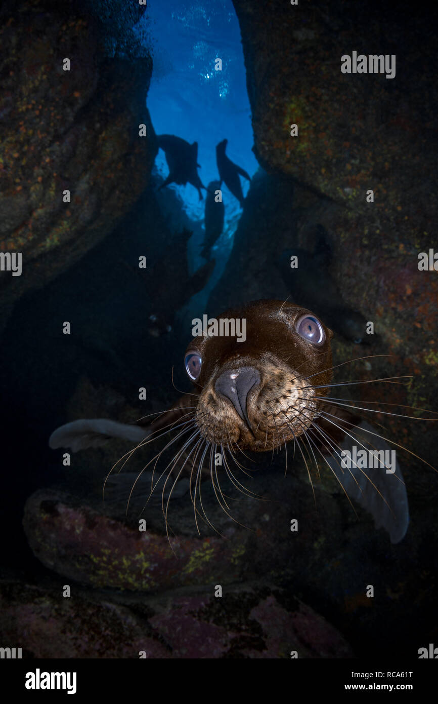 Ein junger Seelöwe Stockfoto