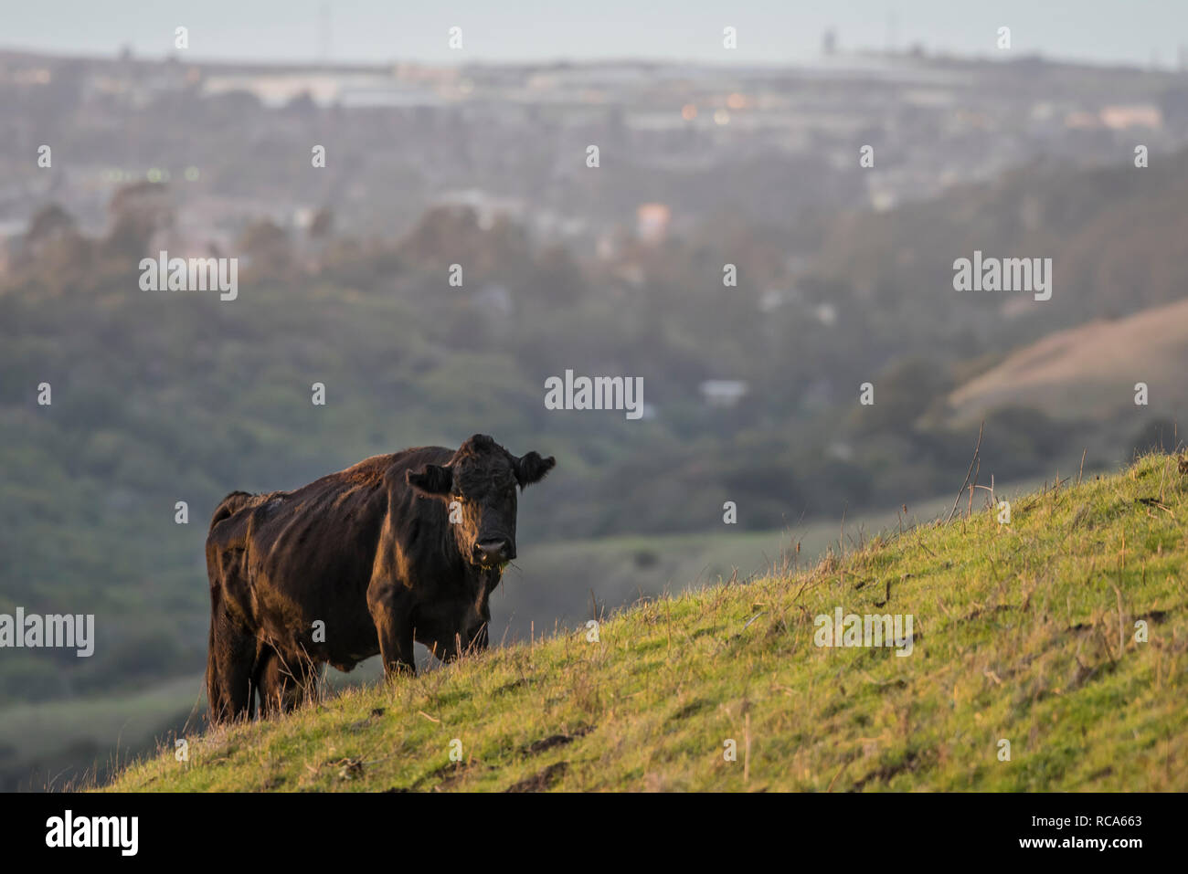 Eine Kuh nimmt einen Bruch von Beweidung auf einem grasbewachsenen Hügel in der San Francisco Bay Area in die Kamera zu schauen. Stockfoto