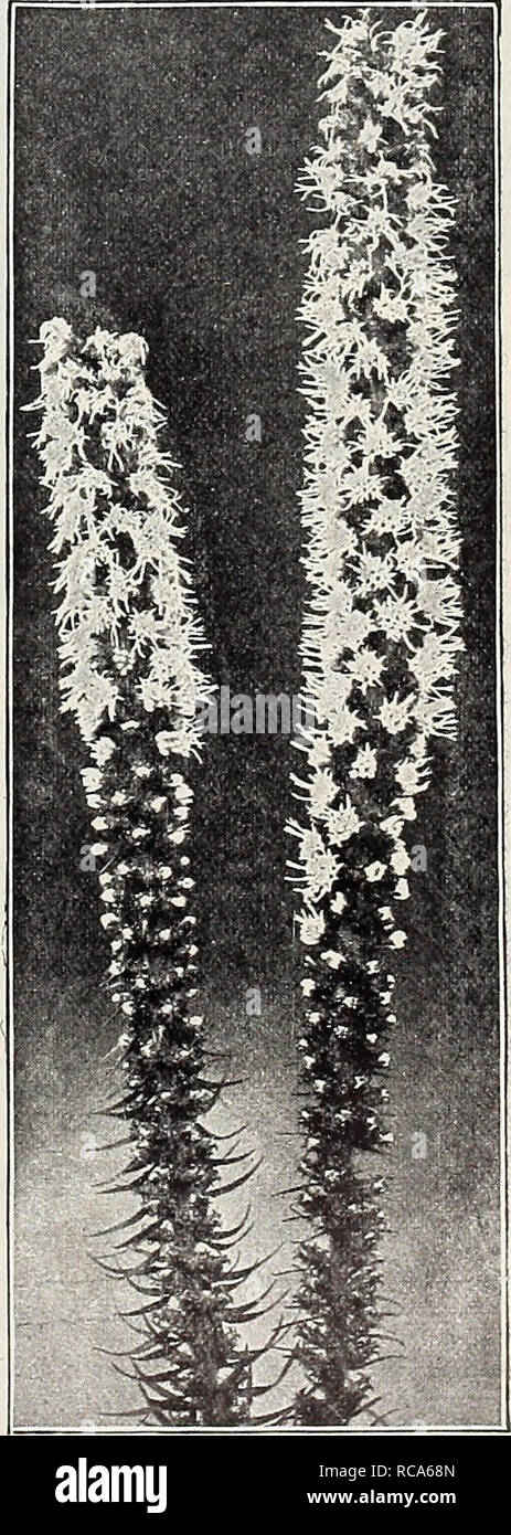 . Dreer's Garten Buch: 1906. Samen Kataloge; Baumschulen Kataloge; Gartengeräte und Zubehör Kataloge; Blumen Samen Kataloge; Gemüse; Früchte Samen Samen Kataloge Kataloge. LlLIUM Spkciosum Rubrum f v/i Ochroleuca Gigantea. Eine edle Art, growincr 4 Fuß hoch, wilh großen, hellgelben Blüten. 25 cts. Jedes; $ 2.50 perdoz. Aurea. Ein goMen - gelb blühenden Form der oben genannten. 2 - ") CIS. Jedes; $ 250 perdoz. PseudO AcorUS, goldgelbe Blüten, ganz dislinct. L") cts. Jedes; 1,50 $ pro Doz. Neue hybride AI. Kiefer: IRIS. Eine neue und eigenständige Rasse, das Ergebnis von über 20 Jahren Arbeit Stockfoto