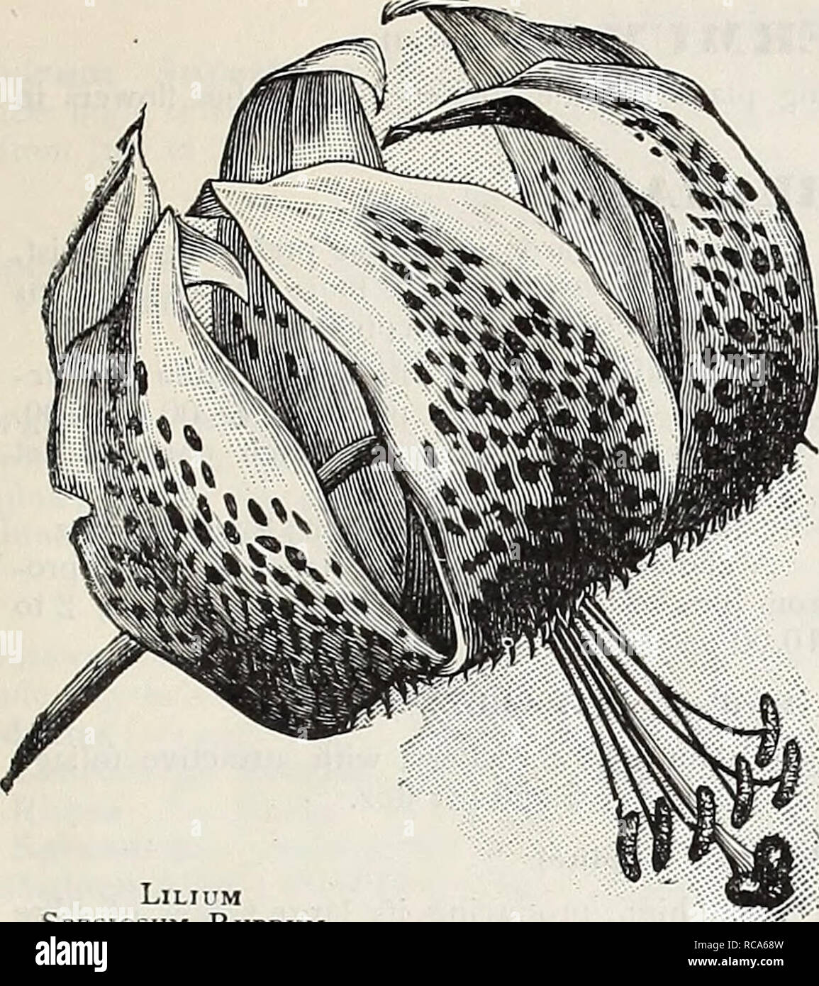 . Dreer's Garten Buch: 1906. Samen Kataloge; Baumschulen Kataloge; Gartengeräte und Zubehör Kataloge; Blumen Samen Kataloge; Gemüse; Früchte Samen Samen Kataloge Kataloge. LlLIUM Spkciosum Rubrum f v/i Ochroleuca Gigantea. Eine edle Art, growincr 4 Fuß hoch, wilh großen, hellgelben Blüten. 25 cts. Jedes; $ 2.50 perdoz. Aurea. Ein goMen - gelb blühenden Form der oben genannten. 2 - ") CIS. Jedes; $ 250 perdoz. PseudO AcorUS, goldgelbe Blüten, ganz dislinct. L") cts. Jedes; 1,50 $ pro Doz. Neue hybride AI. Kiefer: IRIS. Eine neue und eigenständige Rasse, das Ergebnis von über 20 Jahren Arbeit Stockfoto